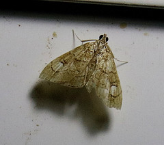 Scybalistodes periculosalis