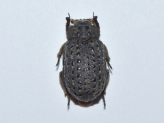 Omorgus punctatus