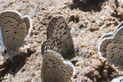 Euphilotes battoides