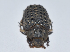 Omorgus punctatus