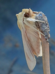 Ichneutica semivittata
