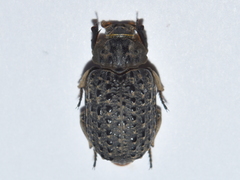 Omorgus punctatus
