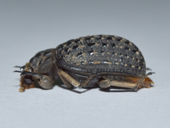 Omorgus punctatus