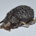 瘤皮金龜屬 - Photo 由 Francisco Acosta 所上傳的 (c) Francisco Acosta，保留部份權利CC BY-NC