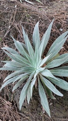 Echium wildpretii