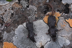 Sorex caecutiens