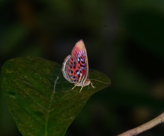 Paralaxita telesia