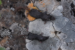 Sorex caecutiens