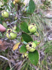 Crataegus uniflora