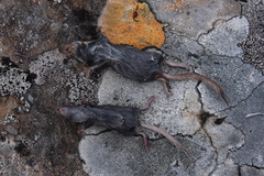 Sorex caecutiens