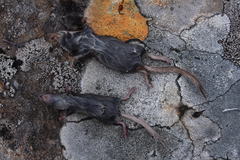 Sorex caecutiens