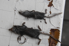 Sorex caecutiens