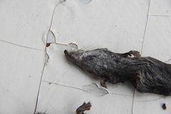 Sorex caecutiens