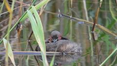 Tachybaptus ruficollis