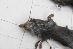 Sorex caecutiens