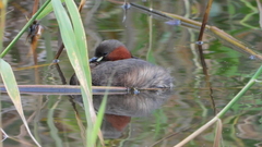 Tachybaptus ruficollis