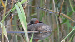 Tachybaptus ruficollis