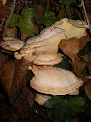 Laetiporaceae