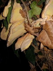 Laetiporaceae