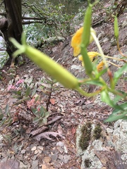 Oenothera argillicola