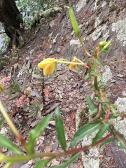 Oenothera argillicola