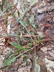 Oenothera argillicola