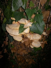 Laetiporaceae