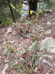 Oenothera argillicola