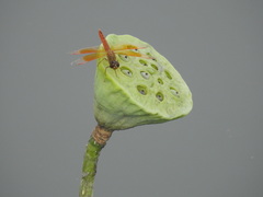 Brachythemis contaminata