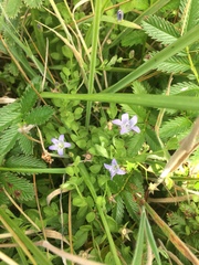 Campanula californica