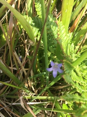 Campanula californica