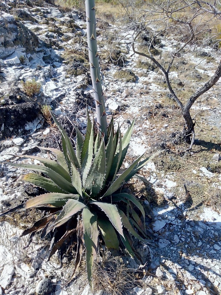 Agave megalodonta (Shark Tooth Agave, Meg Agave)