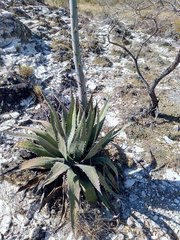 Agave megalodonta