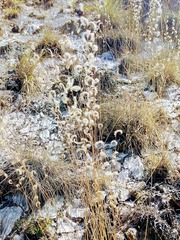 Bouteloua elata