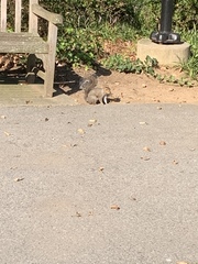 Sciurus carolinensis