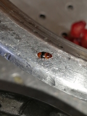 Carpophilus mutilatus