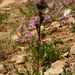 Saussurea krylovii - Photo (c) Pyak Andrei, some rights reserved (CC BY-NC), uploaded by Pyak Andrei