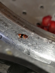 Carpophilus mutilatus