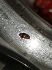 Carpophilus mutilatus