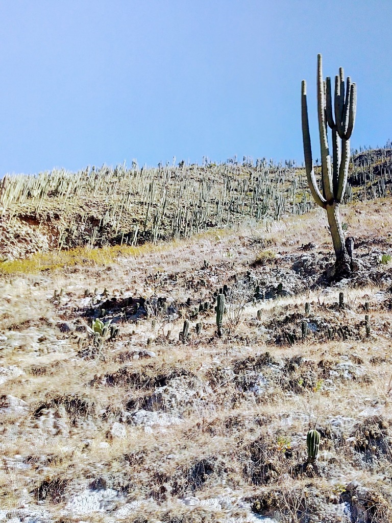 Cephalocereus parvispinus