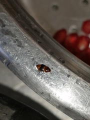 Carpophilus mutilatus