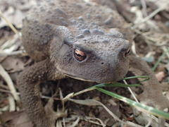 Bufo formosus