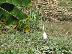 Ardea alba