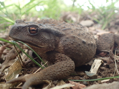 Bufo formosus