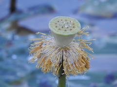 Nelumbo nucifera
