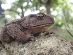 Bufo formosus