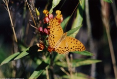 Phalanta phalantha aethiopica