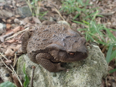 Bufo formosus