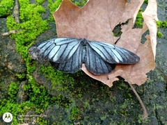 Pereute charops charops