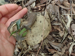 Bufo formosus